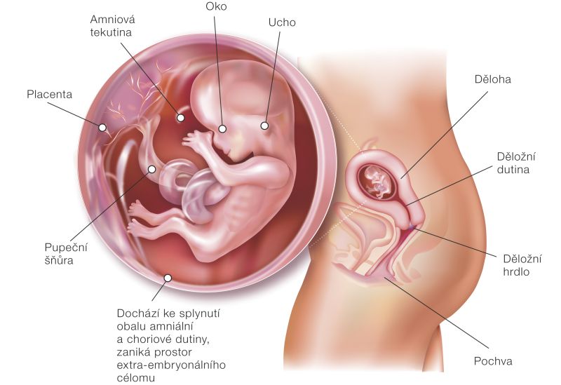 Fotografie (12.&nbsp;týždeň tehotenstva: Vývoj plodu a&nbsp;tehotenské zmeny)
